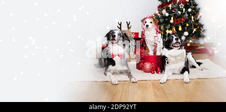 Banner drei Hunde feiern Feiertage unter weihnachtsbaum, trägt eine Fliege, Text-Zeichen, Band und Box präsent. Stockfoto