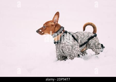 Hund Miniatur Pinscher Pincher Min Pin In Outfit Wandern Im Freien Im Schnee, Schneeverwehung. Wintersaison. Verspielte Haustiere Im Freien Stockfoto