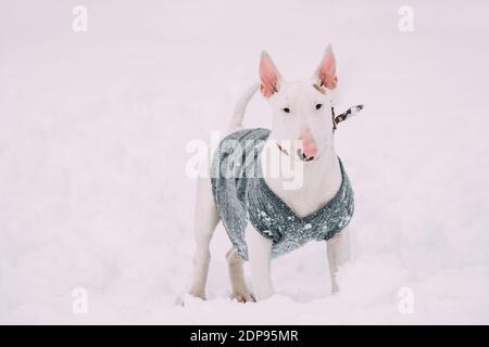 Englisch Bull Terrier Bullterrier Puppy Dog Posiert Im Freien In Schnee Schneeverwehung. Wintersaison. Verspielte Haustiere Im Freien. Stockfoto