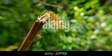 Red Ant Bridge Unity Team. Nahaufnahme Makro der Ameise Herstellung Einheit Brücke auf Pflanze mit Natur Wald grünen Hintergrund. ANT Action Stehen. Stockfoto