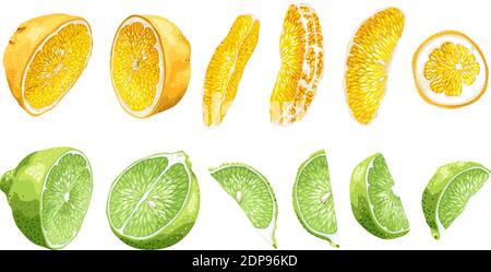 Obstset mit Limette und Orange in Hälften und Scheiben In verschiedenen Teilen in realistischer Vektorgrafik Illustration in hell Farben Stock Vektor