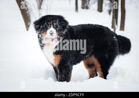 Berner Senner Rasse Hund spielte im Schnee und Mit Schnee bedeckt Stockfoto