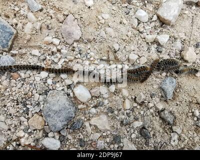 Pine processionary Raupen bewegen sich in Linie auf dem Boden.. Thaumetopoea pityocampa. Stockfoto