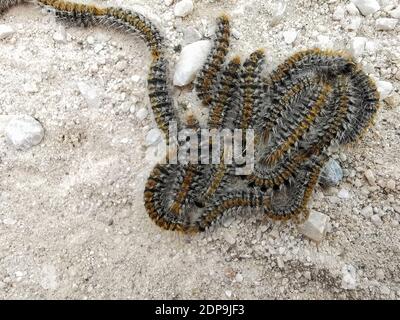 Pine processionary Raupen bewegen sich in Linie auf dem Boden.. Thaumetopoea pityocampa. Stockfoto