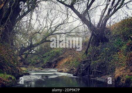 Überhängende alte weinende Weidenbäume mit seichtem Fluss darunter Malerische Landschaft Stockfoto