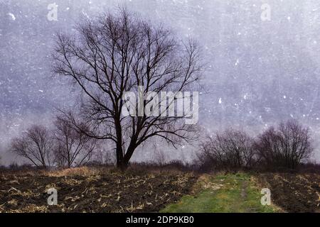 Hoher Baum in der Landschaft mit Feldern und Sträuchern auf texturierten Himmel im Hintergrund Stockfoto