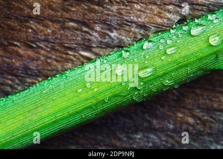 Tau Wassertröpfchen auf grünem Gras Stamm und Holz braun Platine im Hintergrund Stockfoto