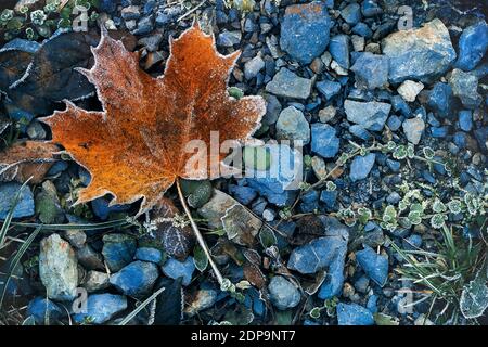 Dead orange Ahornblatt auf grauen und blauen Steinen Hintergrund In der Herbstszene Stockfoto