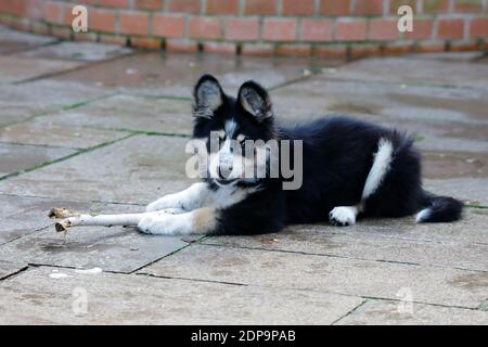 Archie a Border Collie (canis lupus) Welpen 12 Wochen alt genießen eine Spielzeit mit einem Stick Stockfoto