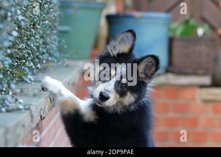 Archie a Border Collie (canis lupus) Welpen 11weeks alt stand auf Hinterbeinen und untersuchte ein Geräusch Blick über eine Gartenmauer Stockfoto