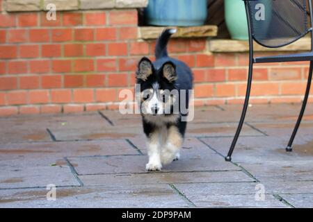 Archie a Border Collie (canis lupus) Welpen 12 Wochen alt zu Fuß zu untersuchen ein Geräusch Stockfoto