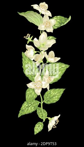 Vertikales Design-Element mit Jasminblüten und Blättern auf der Verzweigungen in realistischer Vektorgrafik Stock Vektor