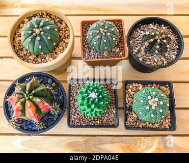 Kaktus in Topf auf Holzhintergrund setzen Stockfoto