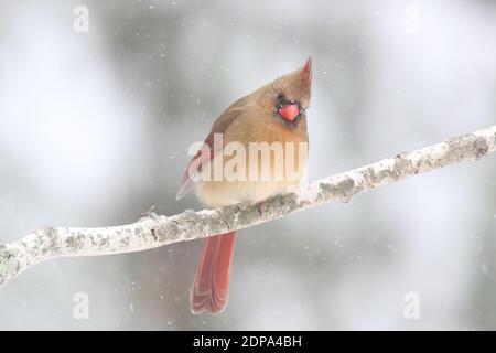 Nördlicher Kardinal Cardinalis cardinalis, der auf einem Ast in einem Winterschneesturm Stockfoto