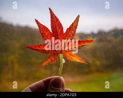 Herbstfärbung in den Fingern gegen das Fenster gehalten Mit verwelkten Regentropfen und verschwommenen Herbstbäumen Stockfoto