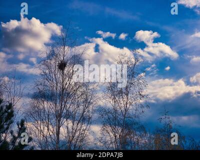 Birken mit einem Vogelnest hoch in den Ästen dagegen Ein blauer Himmel mit Wolken Stockfoto