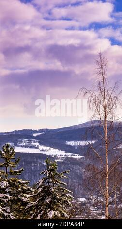 Schöne verschneite Winterlandschaft mit Gipfeln aus Fichte und Birke Und Wolken am Himmel Stockfoto