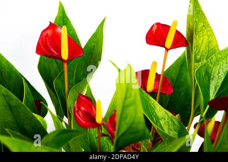 Rote Anthurium-Blüten isoliert auf weißem Hintergrund, auch Flamingo Blume oder Flamingo blume genannt Stockfoto