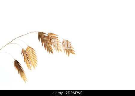 Chasmanthium latifolium oder Holzhafer isoliert auf weißem Hintergrund mit Kopierraum, auch Nordseehafer genannt Stockfoto