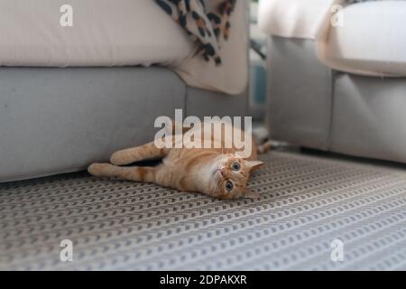 Braune tabby Katze mit grünen Augen liegt auf dem Teppich Stockfoto