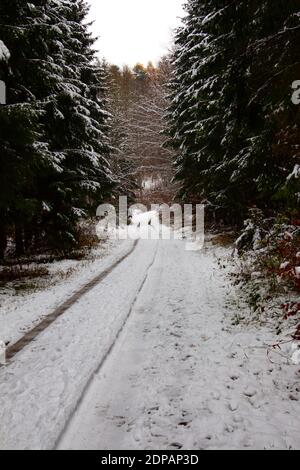 Auto Spuren im Schnee auf einer unbefestigten Straße führt Im Winter durch den Wald Stockfoto