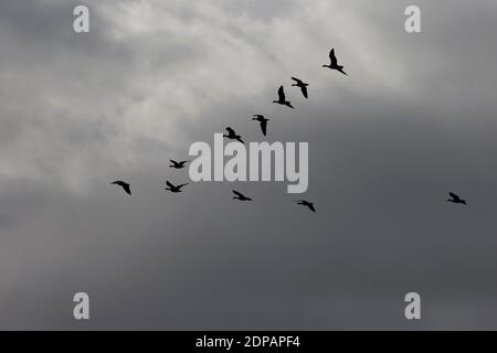 Rosa-Fuß-Gans (Anser barchyrhynchus) Herde fliegen in Silhouette Stockfoto