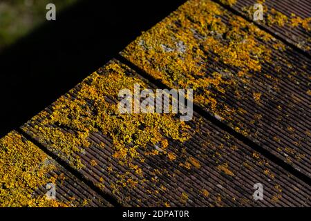 Eine Nahaufnahme von verwittertem Plankenholz, das mit Moos bedeckt ist Stockfoto