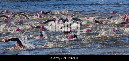 Triathlon Schwimmer im Fluss Ouse mit rosa Hüte und Neoprenanzüge Stockfoto