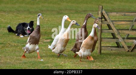 Enten werden von einem Border Collie Dog gezüchtert. Stockfoto