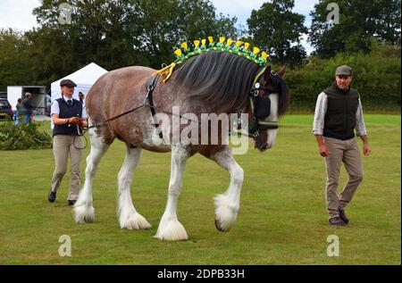 Bay und Roan Shire Horse Hengst auf dem gezeigten Boden Stockfoto