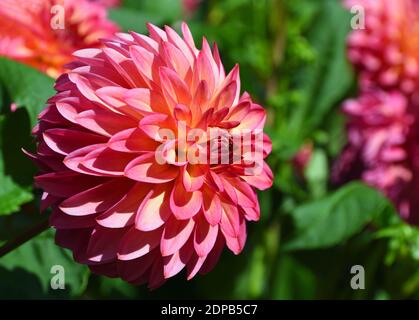 Nahaufnahme der schönen rosa Kugelkopf Dahlia Blüte mit natürlicher Beleuchtung und Hintergrund. Stockfoto