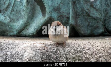 Sperling auf der Basis einer Statue Stockfoto