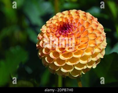 Nahaufnahme der schönen rosa Kugelkopf Dahlia Blüte mit natürlicher Beleuchtung und Hintergrund. Stockfoto