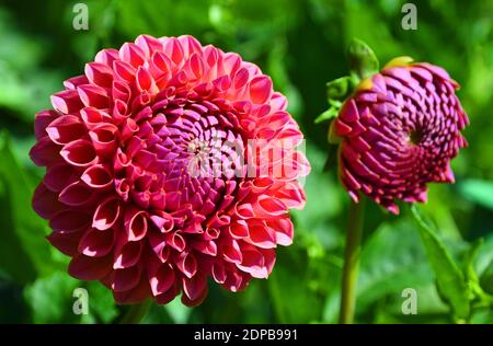 Nahaufnahme der schönen rosa Kugelkopf Dahlia Blüte mit natürlicher Beleuchtung und Hintergrund. Stockfoto