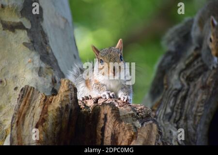 Grauhörnchen (Sciurus carolinensis) beobachten in der Charles River Esplanade, Boston, MA Stockfoto