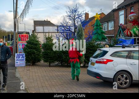 Slough, Berkshire, Großbritannien. Dezember 2020. Weihnachtsbäume zum Verkauf in Slough bringen etwas Heiterkeit zu einem düsteren Dezember. Nach dem Ende der Sperre in England letzte Woche wurde Slough in Covid-19 Tier 3 platziert, was die höchstmöglichen Beschränkungen bedeutet, die Haushalte daran hindert, drinnen sowie in Pubs und Restaurants zu mischen. Slough hat die 14. Höchste Covid-19-Infektionsrate in England. Quelle: Maureen McLean/Alamy Stockfoto