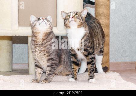 Zwei Tabby-Mongrel-Katzen spielen in der Nähe des Kratzpfostens und des Katzenhauses. Katzen in einer Wohnwohnung, Nahaufnahme, selektiver Fokus Stockfoto