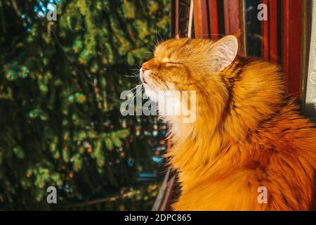 Flauschige, Ingwerkatze, die die Sonne genießt Stockfoto