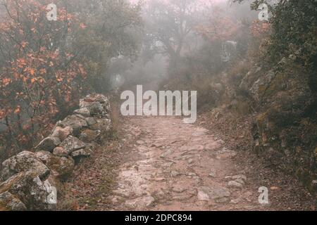 Eine Landstraße in Nebel gehüllt in der Nähe von Montanchez, Spanien Stockfoto