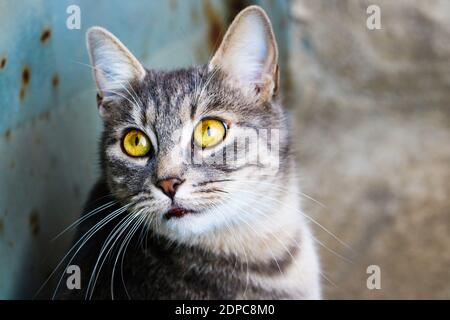 Ein Porträt einer gelbäugigen Katze Stockfoto