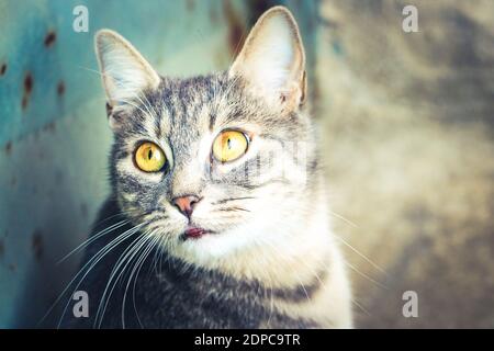 Ein Porträt einer gelbäugigen Katze Stockfoto
