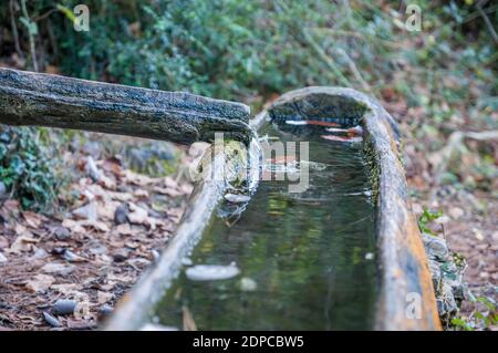 Frischwasserquelle, Holzbrunnen im Wald, Els Häfen, Katalonien, Spanien Stockfoto