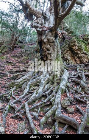 Wurzeln der Buche, Fagus sylvatica, Katalonien, Spanien Stockfoto