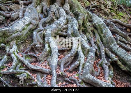 Wurzeln der Buche, Fagus sylvatica, Katalonien, Spanien Stockfoto