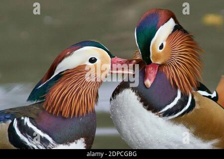 Männliche Mandarinente (Aix galericulata) zeigt ihr kunstvolles Gefieder in Slimbridge in Gloucestershire, England. Stockfoto