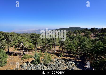 Blick über den Troodos-Gebirge Nationalpark mit geschützten seltenen Pinus nigra-Kiefern, Zypern Stockfoto