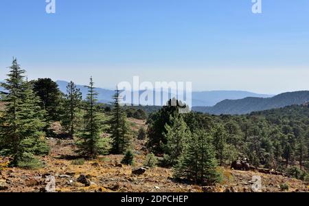 Blick über den Troodos-Gebirge Nationalpark mit geschützten seltenen Pinus nigra-Kiefern, Zypern Stockfoto