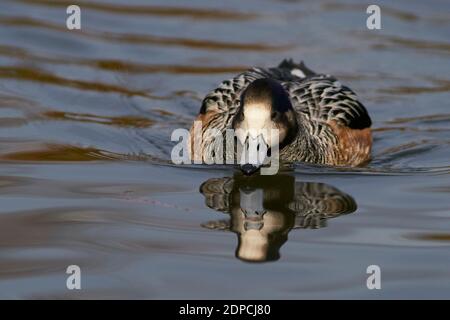 Chiloe Wigeon (Mareca sibilatrix) interagiert auf einem Teich bei Slimbridge in Gloucestershire, Großbritannien Stockfoto