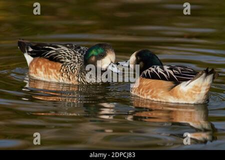 Chiloe Wigeon (Mareca sibilatrix) interagiert auf einem Teich bei Slimbridge in Gloucestershire, Großbritannien Stockfoto