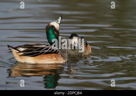 Chiloe Wigeon (Mareca sibilatrix) interagiert auf einem Teich bei Slimbridge in Gloucestershire, Großbritannien Stockfoto